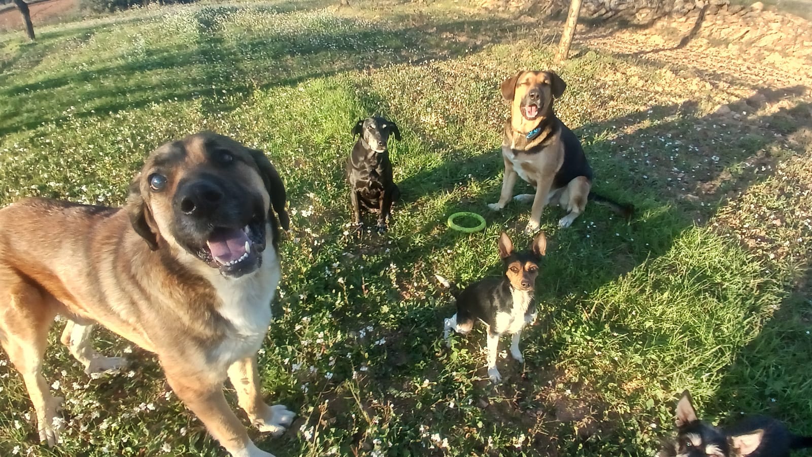 Viola Pelò caminando junto a sus perros