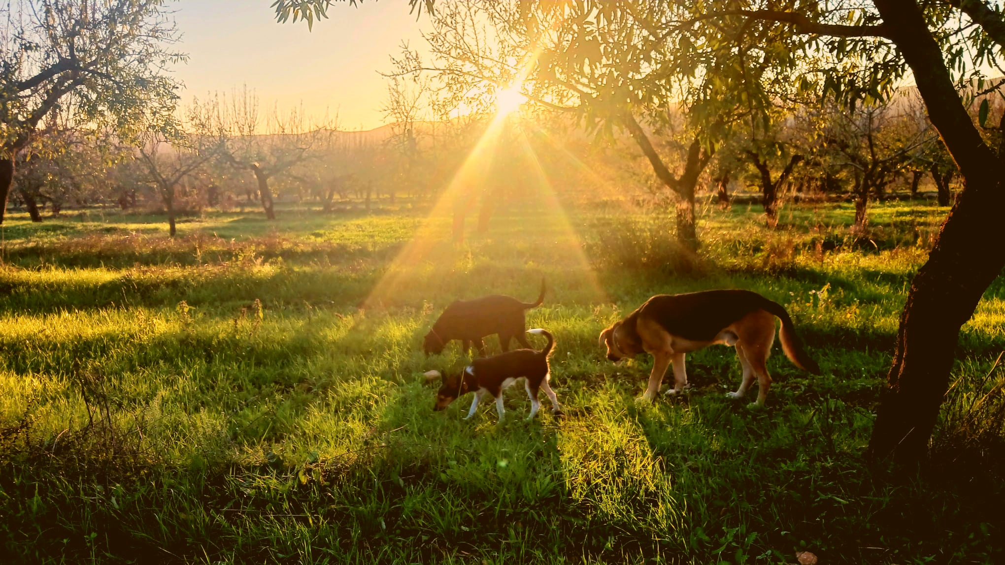 Alai HomeDONDE TU PERRO ES FAMILIA, Y TÚ TAMBIÉN