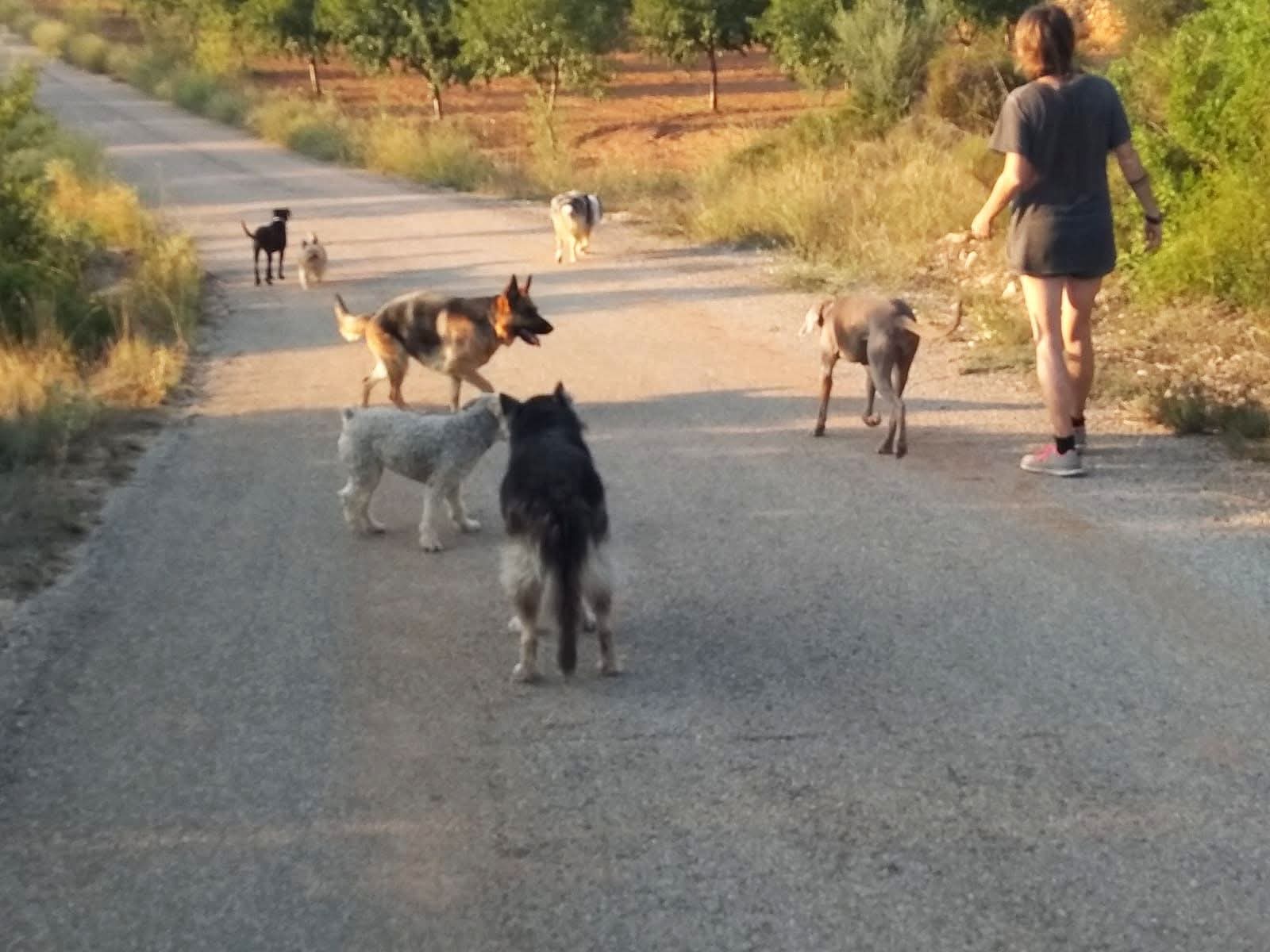 Viola paseando con sus perros, equipo de Alai Home