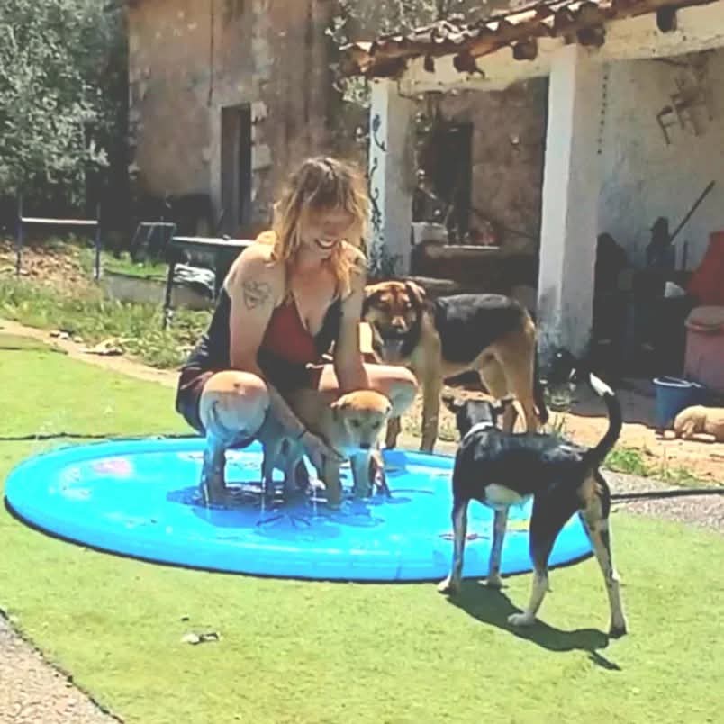 Viola con perros Alai Home