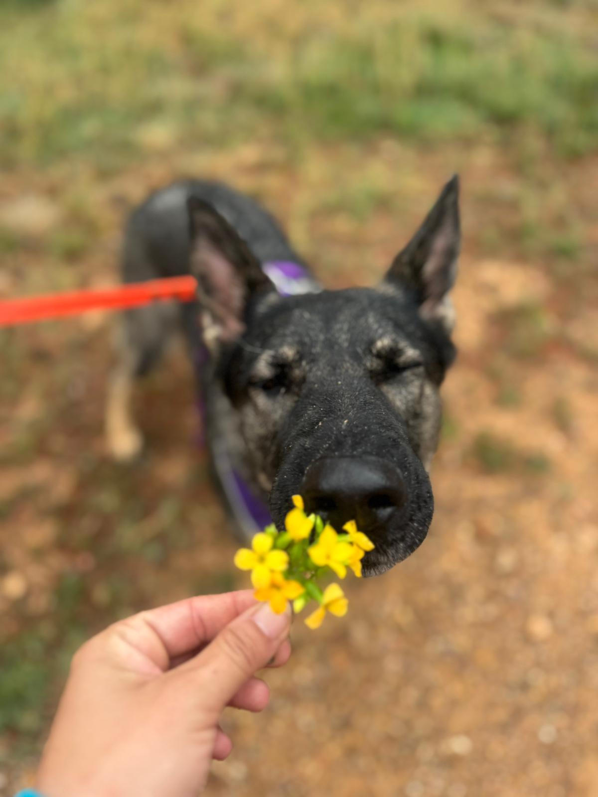 Perro durante TRAILAND